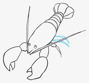 Collection Of Free Drawing - Draw Lobster, HD Png Download, Transparent PNG
