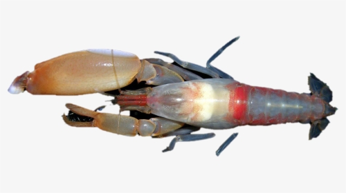 Shrimp Png Image - Homarus Gammarus, Transparent Png, Transparent PNG