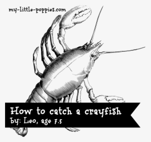 How To Catch A Crayfish - Crab Mythology, HD Png Download, Transparent PNG