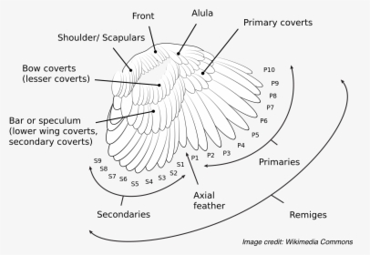 The Anatomy And Nomenclature Of A Bird’s Wing Feathers - Primary Covert Feathers, HD Png Download, Transparent PNG