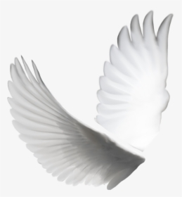 White Dove Wings, HD Png Download, Transparent PNG