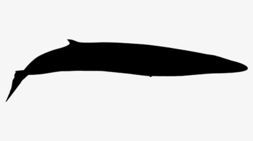 Transparent Fin Whale Silhouette - Fish, HD Png Download, Transparent PNG