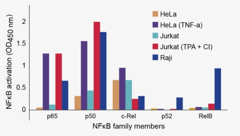 Nfkb Family Profiling Of Dna Binding Activation In - Jurkat Tnf, HD Png Download, Transparent PNG