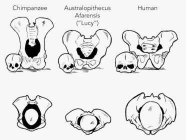 The Relative Sizes Of Female Pelvises And Infant Heads - Cartoon, HD Png Download, Transparent PNG
