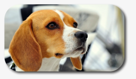 Beagle Dog Face, HD Png Download, Transparent PNG