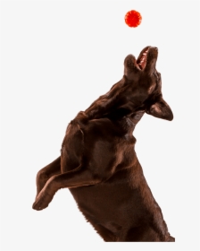 Dog , Png Download - Transparent Jumping Dog, Png Download, Transparent PNG