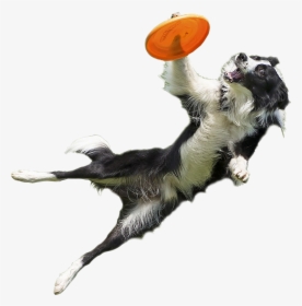 Clip Art Imgur - Jumping Dog Cut Out, HD Png Download, Transparent PNG