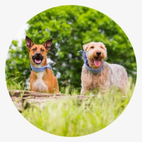 Pet Imagery By Lauren Kaplan - Airedale Terrier, HD Png Download, Transparent PNG