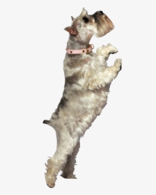 Idea3 - Dog Catches Something, HD Png Download, Transparent PNG