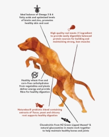 Jumping Dog - Dog Jumping Muscles, HD Png Download, Transparent PNG
