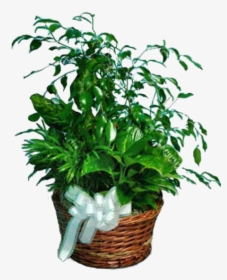Houseplant, HD Png Download, Transparent PNG
