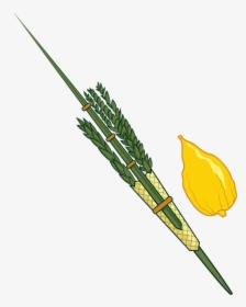 Clipart Lulav And Etrog, HD Png Download, Transparent PNG