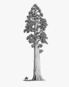 Sequoiadendron Giganteum Drawing, HD Png Download, Transparent PNG