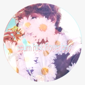 Chrysanths, HD Png Download, Transparent PNG
