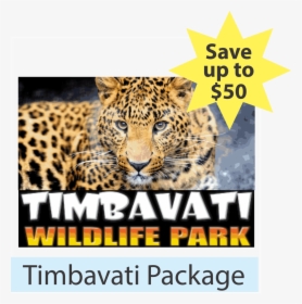 Package - Timbavati - Leopard 4k Wallpapers 16 9, HD Png Download, Transparent PNG