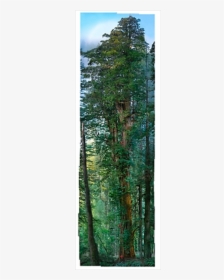 National Geographic Tall Tree Photographic, HD Png Download, Transparent PNG