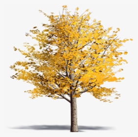 Norway Maple - Ginkgo Biloba Tree Png, Transparent Png, Transparent PNG