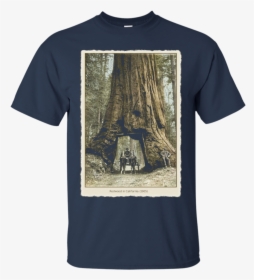 Transparent Redwood Tree Png - T Shirt Gucci 4xl, Png Download, Transparent PNG