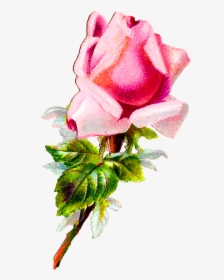 Rose Flower Floral Shabby Chic Image Digital Clipart, HD Png Download, Transparent PNG