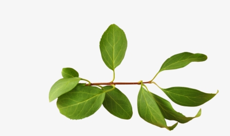 Leaves Png Download - Branch With Leaves Png, Transparent Png, Transparent PNG