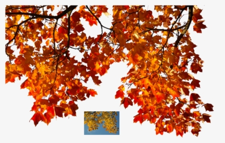 Autumn Leaves Tree Png, Transparent Png, Transparent PNG