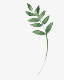 #twig #branches #branch #aquarelle #leaf #leaves #green - Bay Laurel, HD Png Download, Transparent PNG
