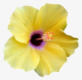 Transparent Hibiscus Border Png - Yellow Transparent Hibiscus Flower, Png Download, Transparent PNG
