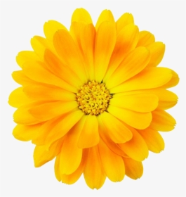 #yellow #bloom #frame #flower #border #flowers #white - Yellow Flower With Transparent Border, HD Png Download, Transparent PNG