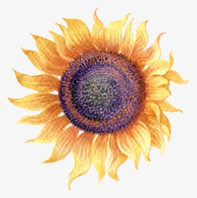 Sunflower Transparent Simple Watercolor - Sunflower Watercolor No Background, HD Png Download, Transparent PNG