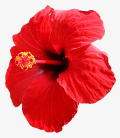 Thumb Image - Beautiful Hibiscus Flower, HD Png Download, Transparent PNG