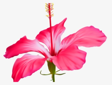 Gumamela Flower Clipart Png, Transparent Png, Transparent PNG