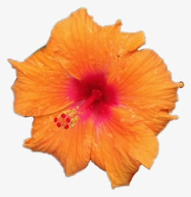 #joba - Orange Flower White Background, HD Png Download, Transparent PNG