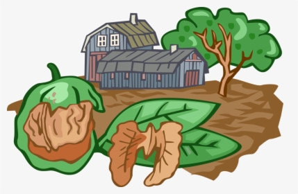 Vector Illustration Of Walnut Nut Farming With Barn, HD Png Download, Transparent PNG