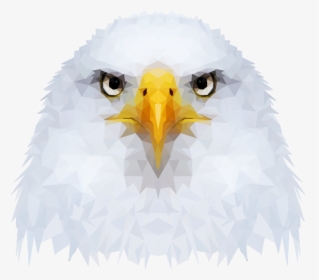 Bald Eagle, HD Png Download, Transparent PNG