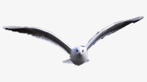 Bird Freetoedit - European Herring Gull, HD Png Download, Transparent PNG