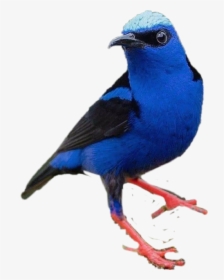 Bird Freetoedit - Mountain Bluebird, HD Png Download, Transparent PNG