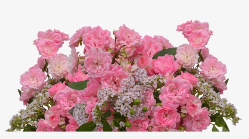 Roses Love Pink Roses Free Photo - Rose, HD Png Download, Transparent PNG