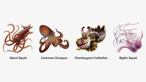 Transparent Squid Transparent Png - Octopus, Png Download, Transparent PNG