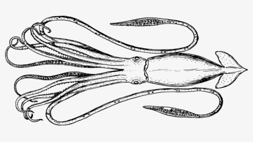 Squid - Cephalopod, HD Png Download, Transparent PNG