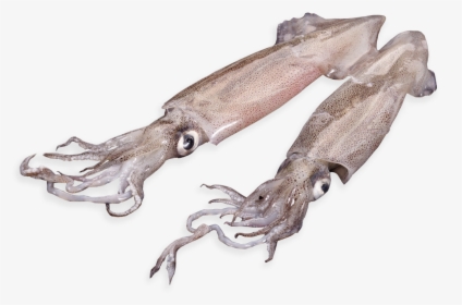Patagonian Squid - Giant Squid, HD Png Download, Transparent PNG