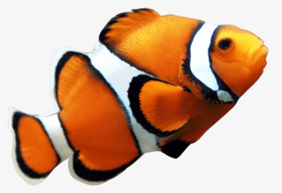 Fish Png Free Images - Clown Fish With No Background, Transparent Png, Transparent PNG