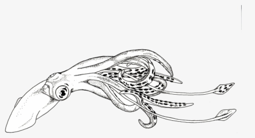 Squid - Sketch - Squid Black And White Clipart, HD Png Download, Transparent PNG