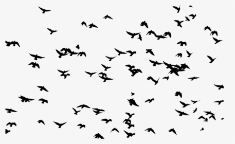 Bird Flight Flock Bird Flight Clip Art, HD Png Download, Transparent PNG