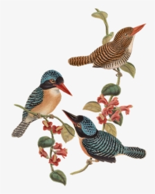 Bird, Birds, Branch, Flowers, Vintage, Isolated, HD Png Download, Transparent PNG