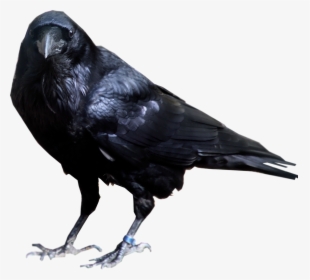 Raven Bird Png, Transparent Png, Transparent PNG