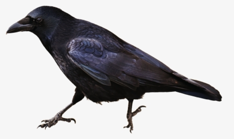 Isolated, Crow, Bird, Carrion Crows, Animal, HD Png Download, Transparent PNG