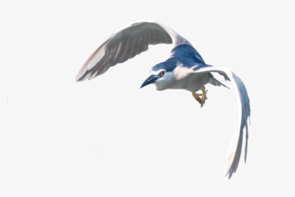 Heron, Flight, Isolated, Bird, Plumage, Water Bird, HD Png Download, Transparent PNG