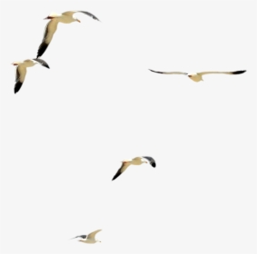 Water Bird Flock, HD Png Download, Transparent PNG