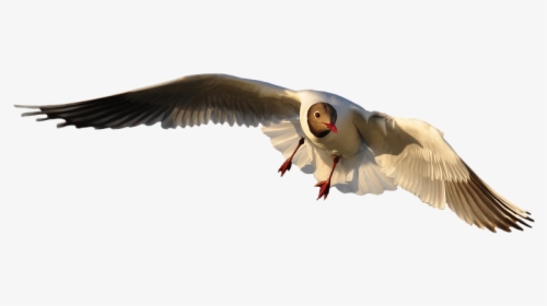 Animal, Bird, Seagull, Fly, Isolated, Wing, Freedom, HD Png Download, Transparent PNG