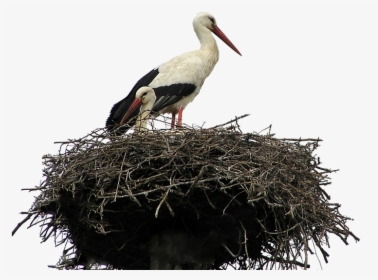Isolated, White, Stork, Nest, Bird, Nature, Wildlife, HD Png Download, Transparent PNG